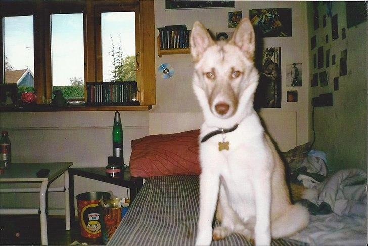 Blanding af racer Tjika billede 8