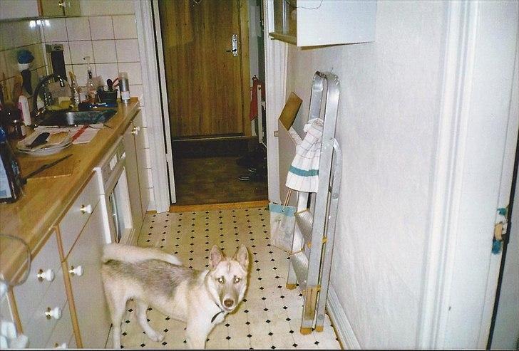 Blanding af racer Tjika billede 9