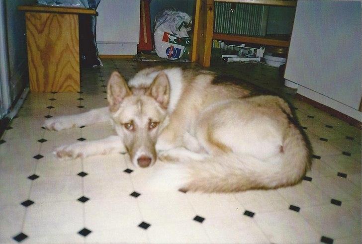 Blanding af racer Tjika billede 10