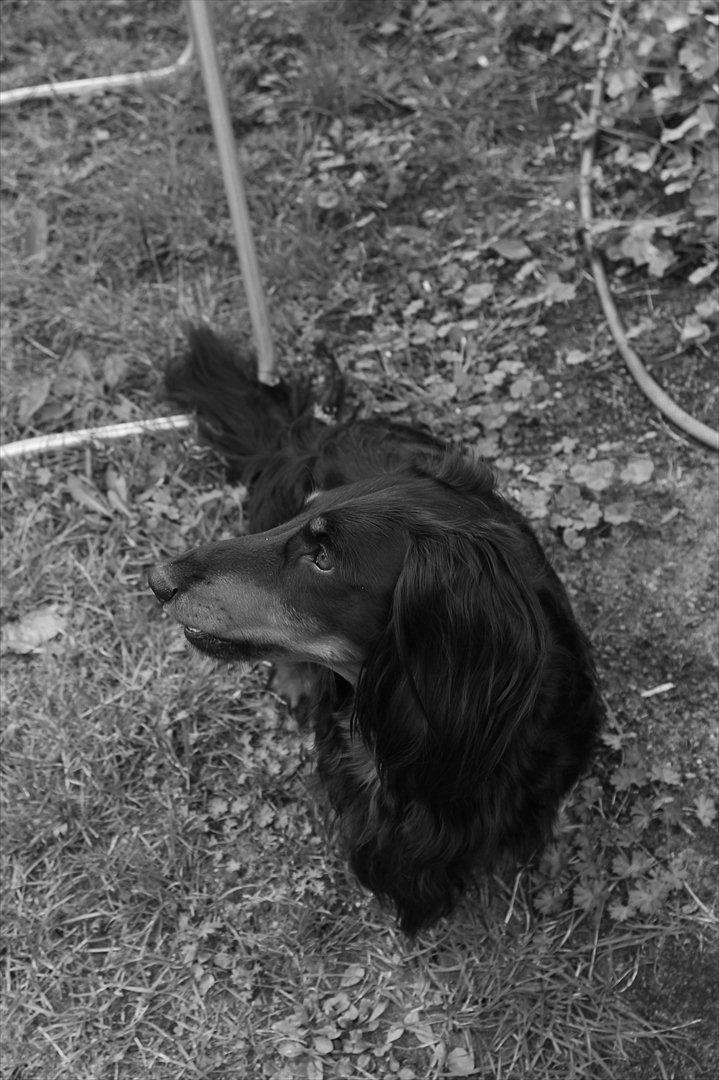 Gravhund Karl  - Verdens bedste hund! Den bedste ven man kunne tænke sig <3  billede 33