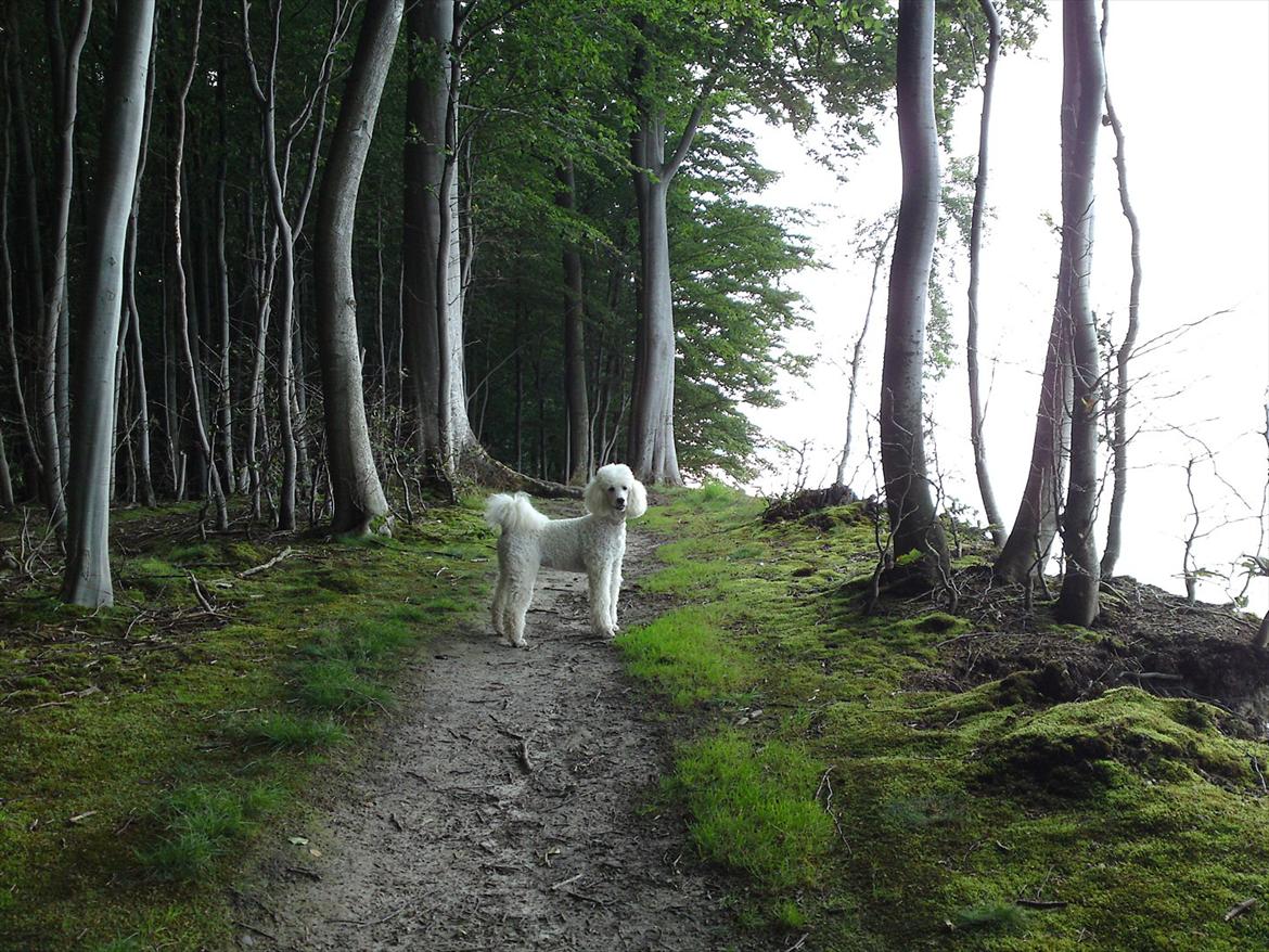 Storpuddel Nanna billede 1