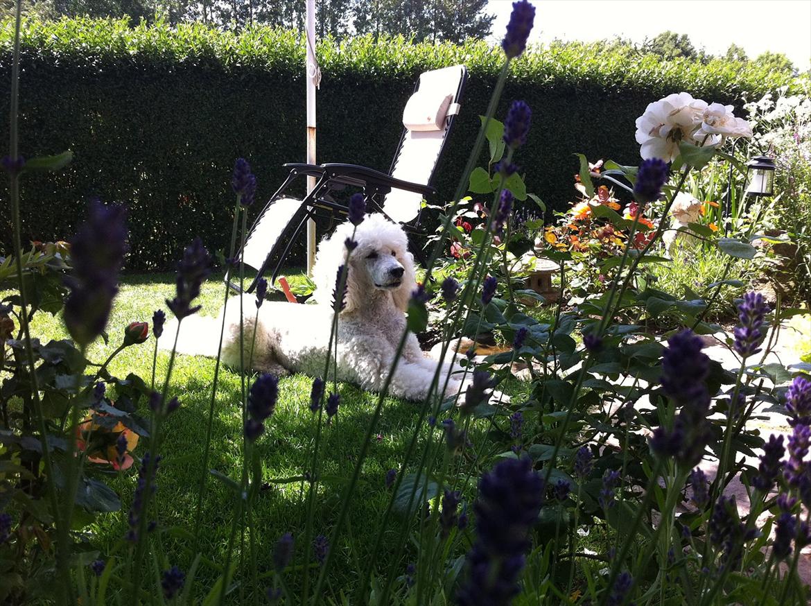 Storpuddel Nanna billede 2