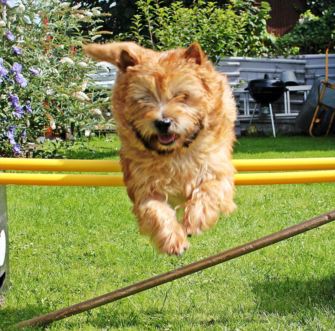 Cairn terrier joey billede 17