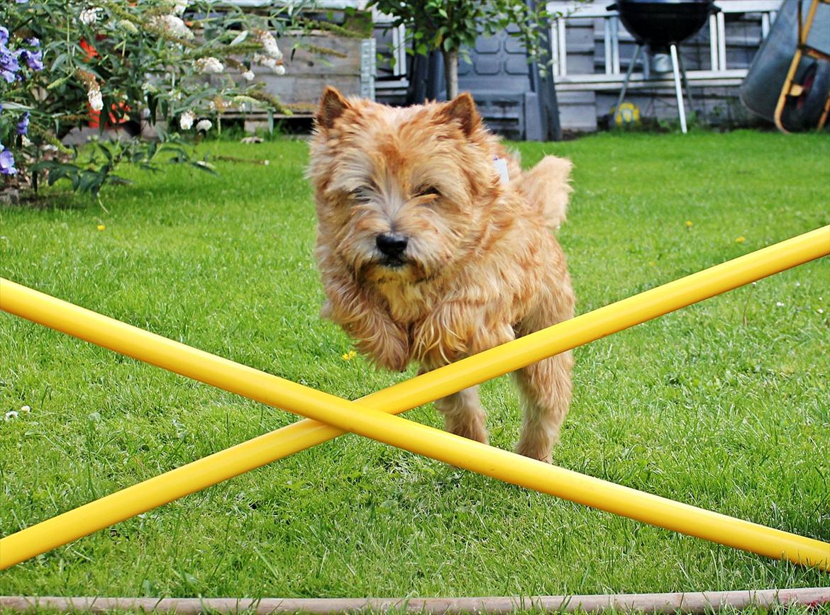 Cairn terrier joey billede 14