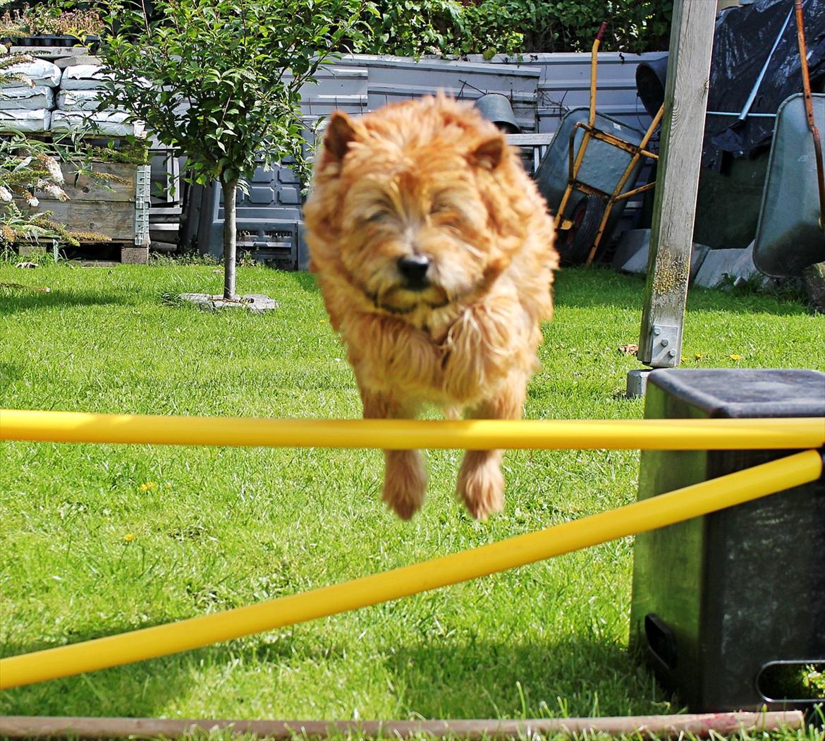 Cairn terrier joey billede 15