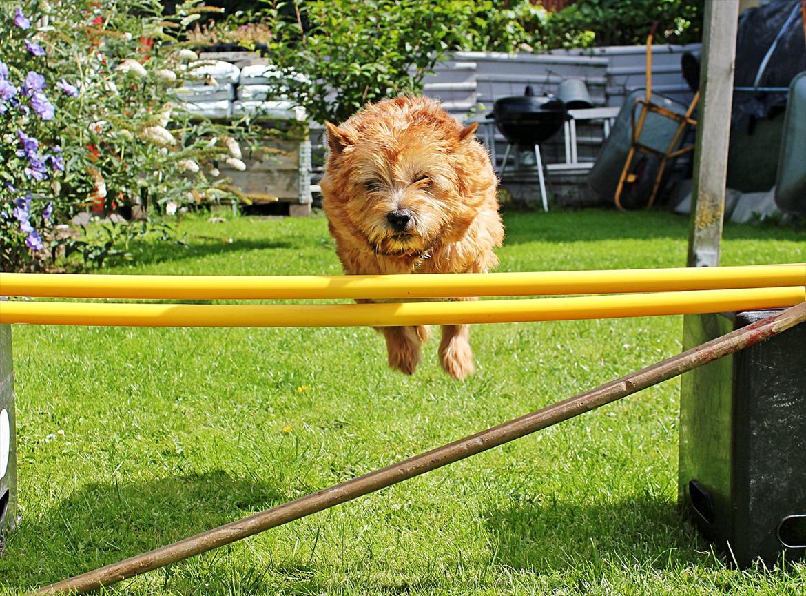 Cairn terrier joey billede 16