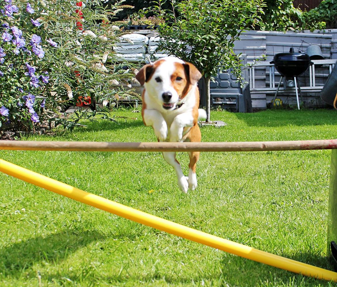 Jack russell terrier fido - Foto: Mathilde.D.B.Larsen. (Mig) billede 18