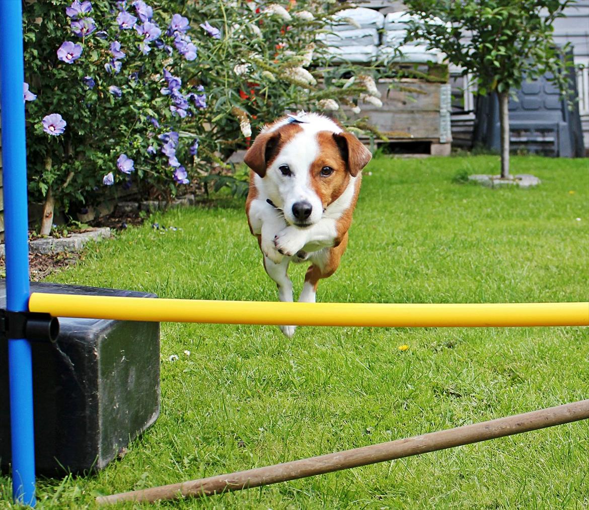 Jack russell terrier fido - Foto: Mathilde.D.B.Larsen. (Mig) billede 16