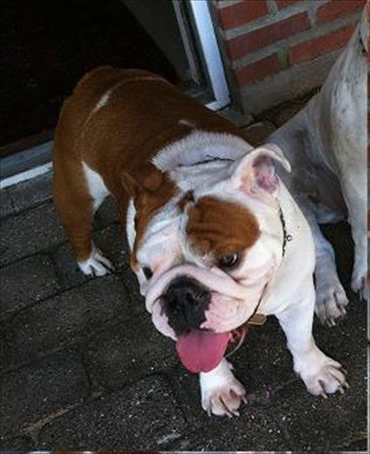 Engelsk bulldog BairaPepéIlgakojiné(Lola) - august 2011 billede 1