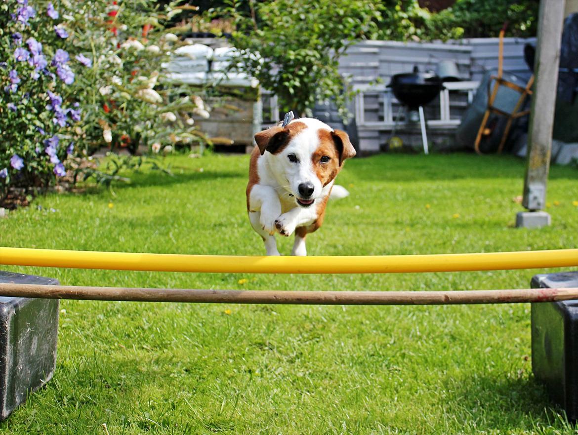 Jack russell terrier fido - Foto: Mathilde.D.B.Larsen. (Mig) billede 17
