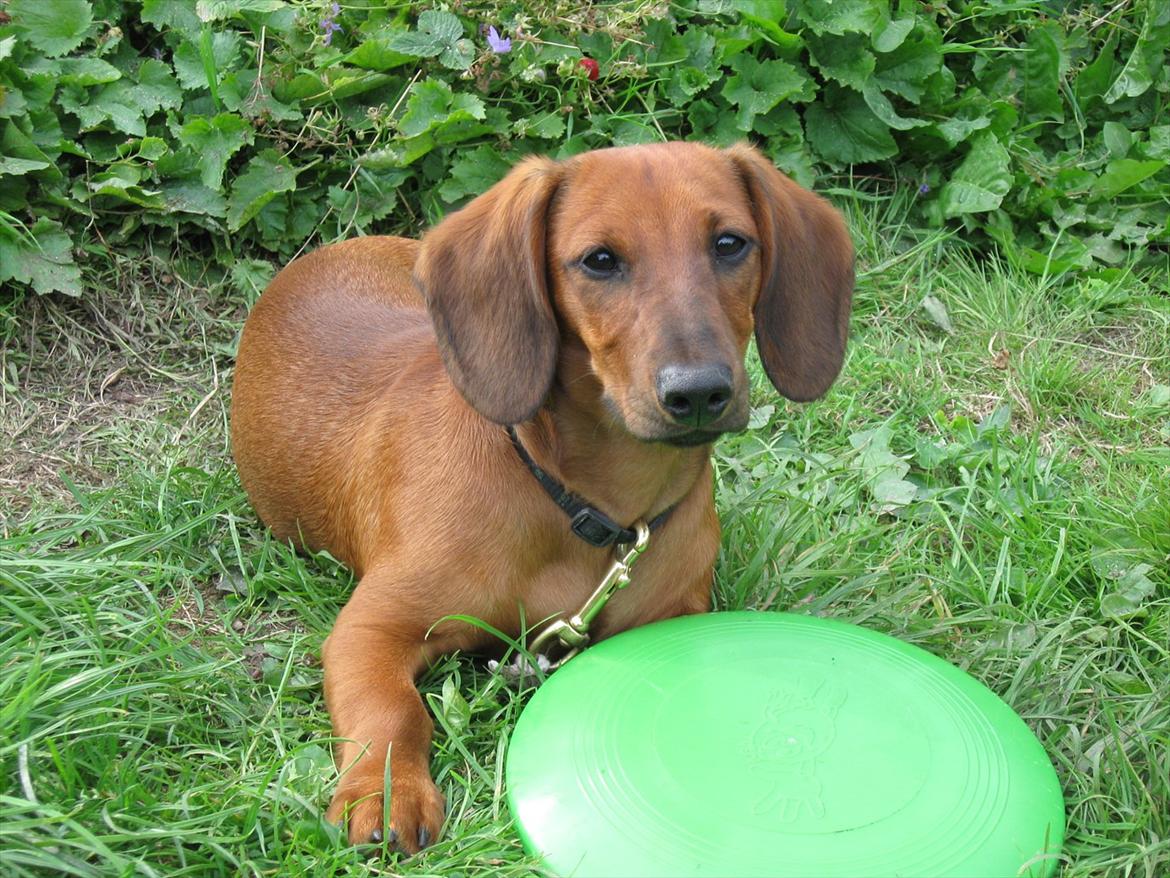 Gravhund Buster billede 8