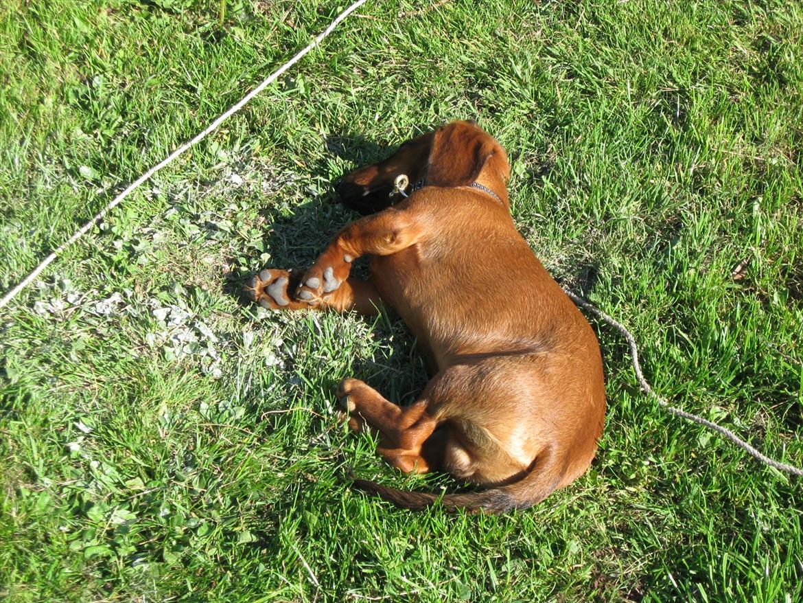 Gravhund Buster billede 9