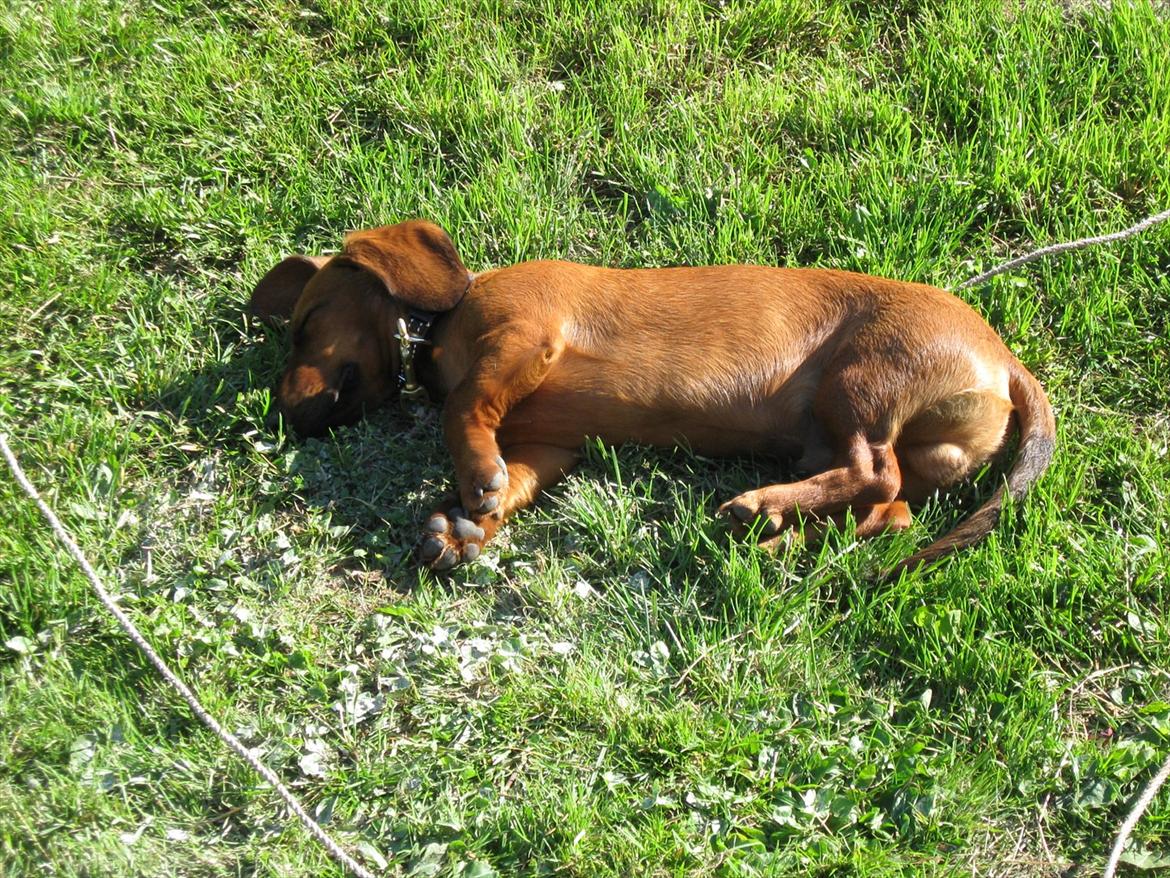 Gravhund Buster billede 10