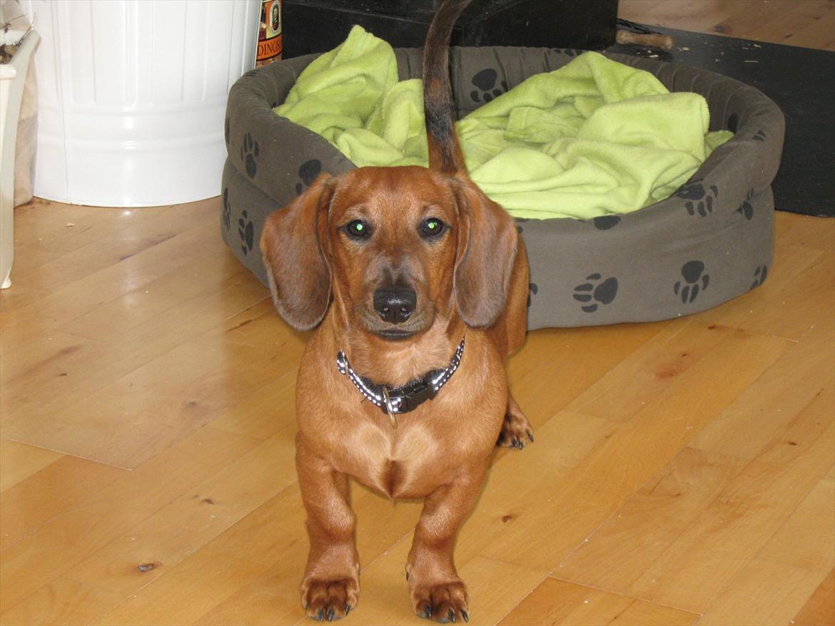 Gravhund Buster billede 11