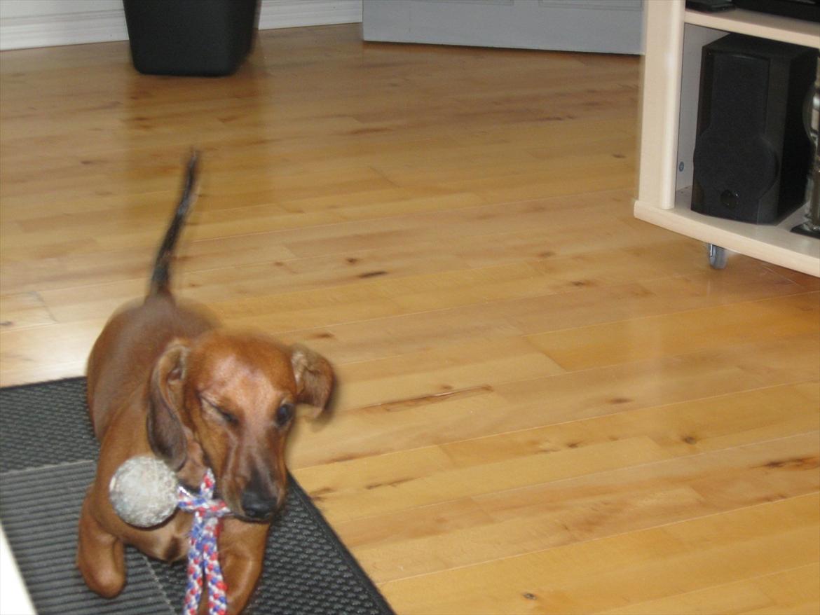 Gravhund Buster billede 12