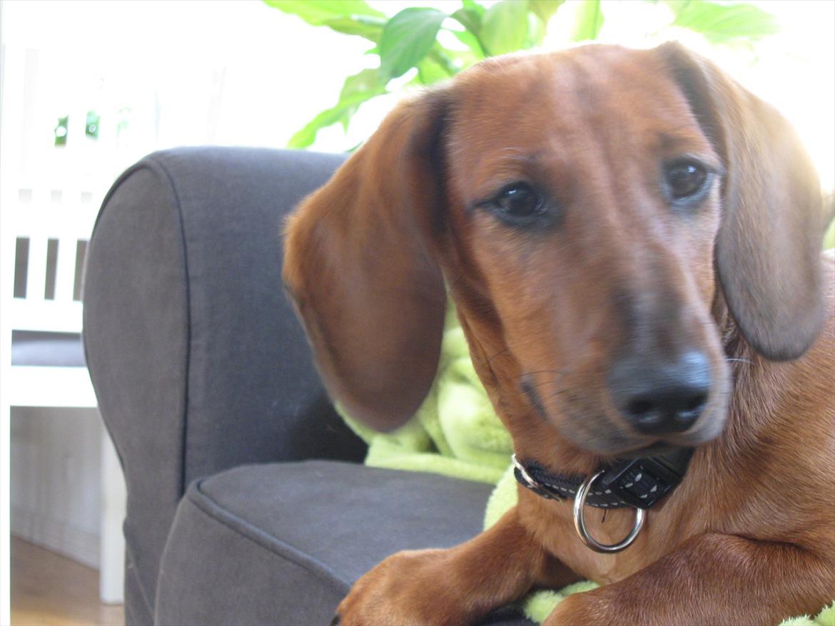 Gravhund Buster billede 13