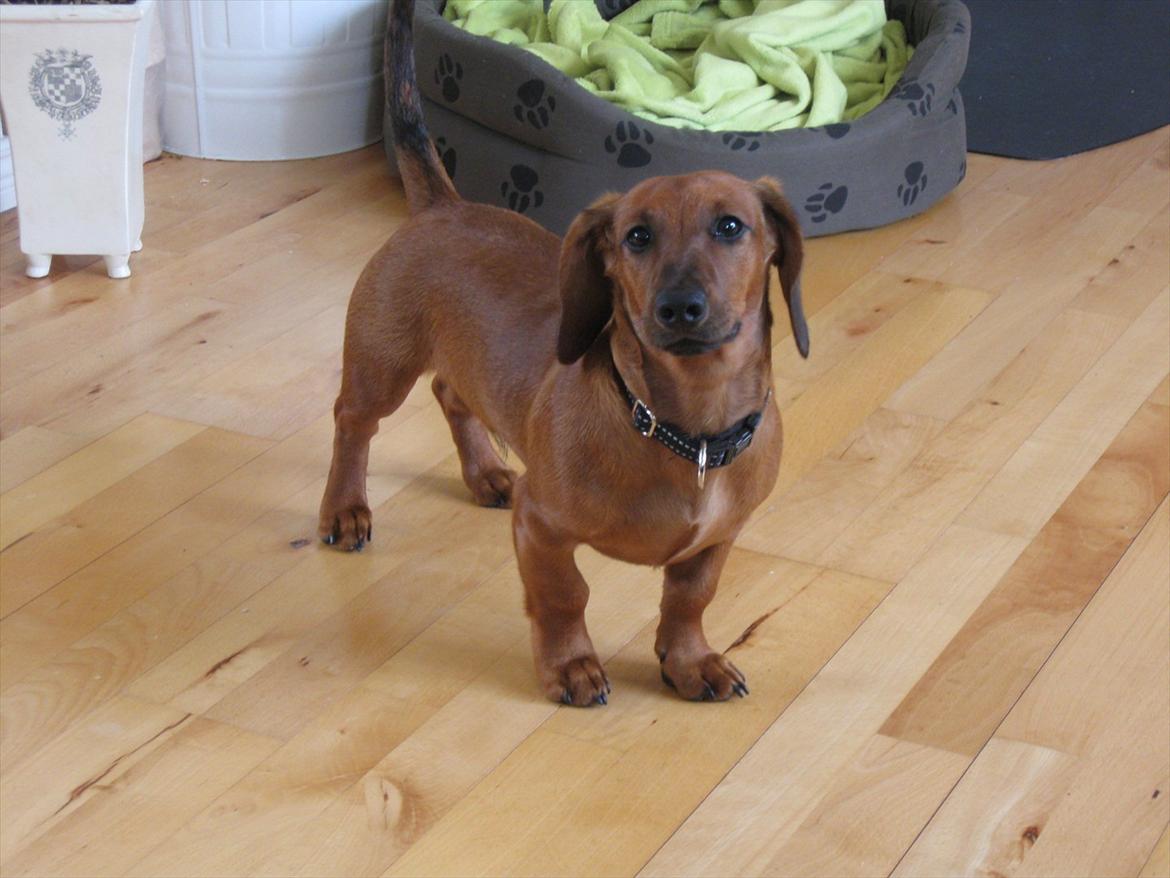 Gravhund Buster billede 14