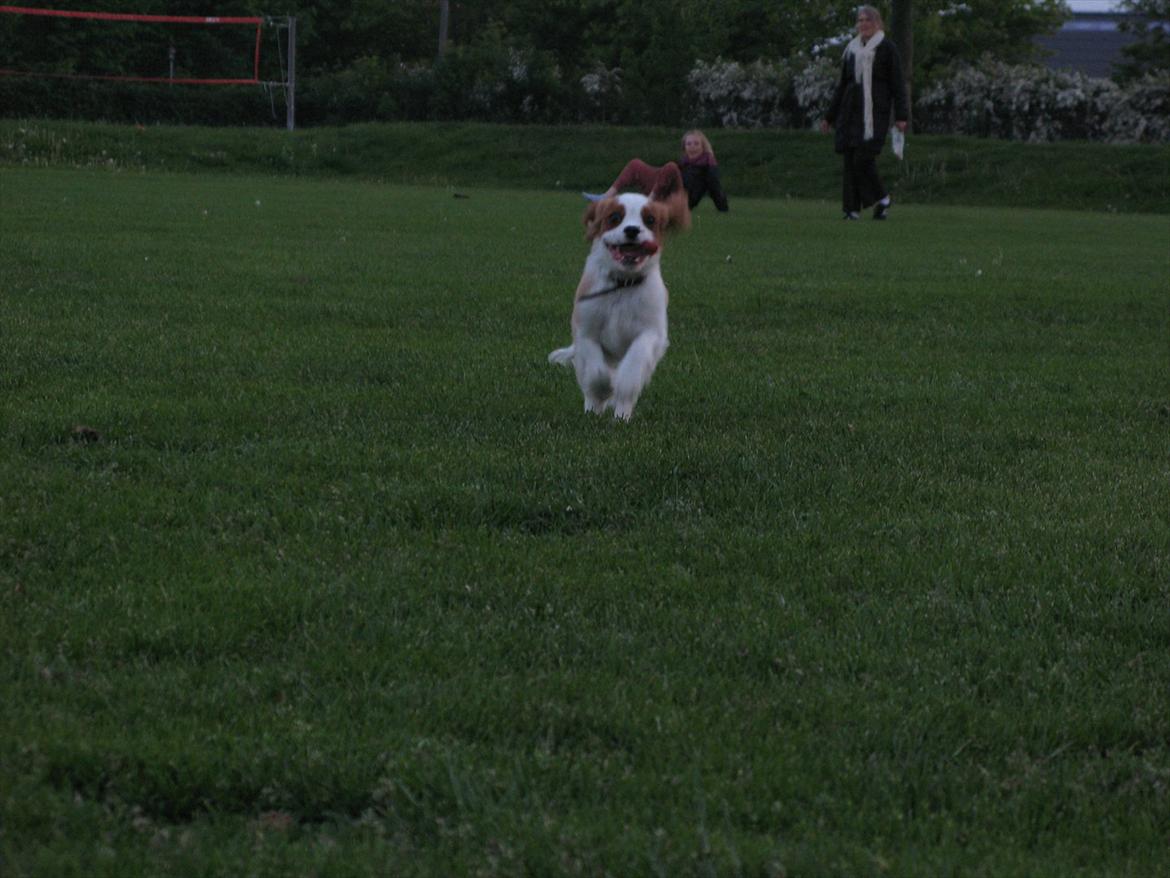 Cavalier king charles spaniel Birkedals Jhon Rawls billede 7