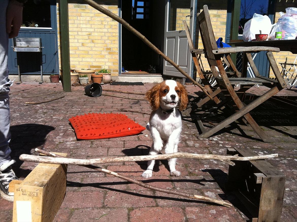 Cavalier king charles spaniel Birkedals Jhon Rawls billede 10