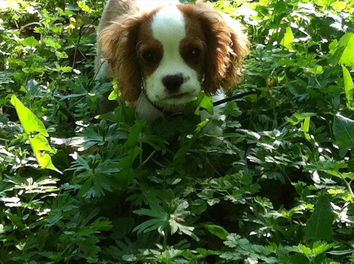 Cavalier king charles spaniel Birkedals Jhon Rawls billede 14
