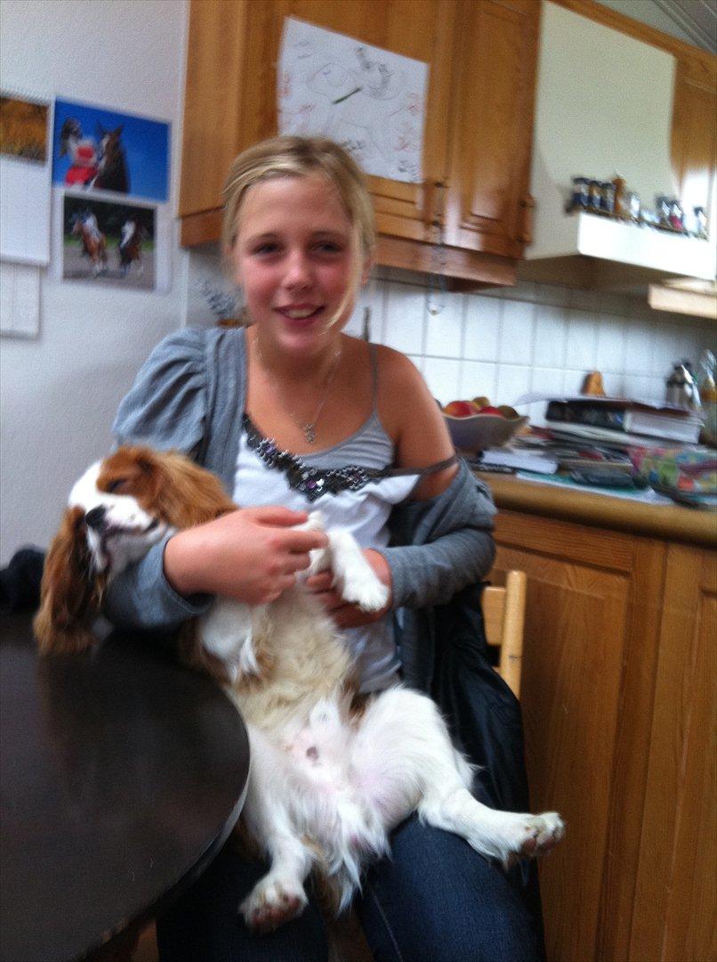 Cavalier king charles spaniel Birkedals Jhon Rawls billede 15