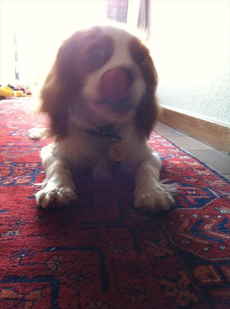Cavalier king charles spaniel Birkedals Jhon Rawls - sådan så er den pølse klaret;) billede 16