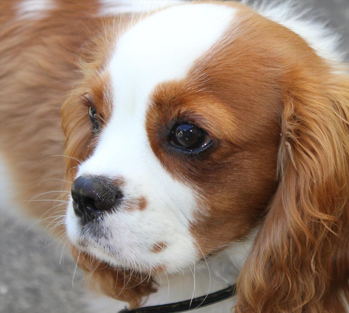 Cavalier king charles spaniel Birkedals Jhon Rawls billede 3
