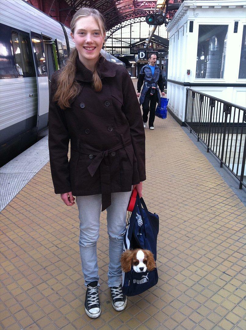 Cavalier king charles spaniel Birkedals Jhon Rawls billede 13