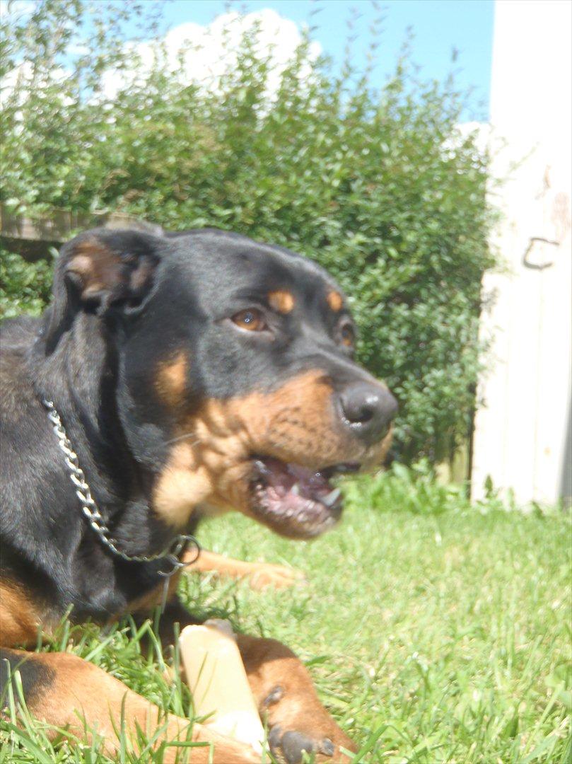 Rottweiler Samson billede 18