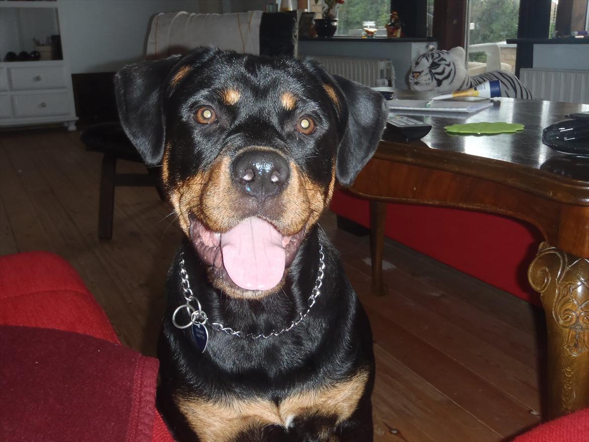 Rottweiler Samson billede 19