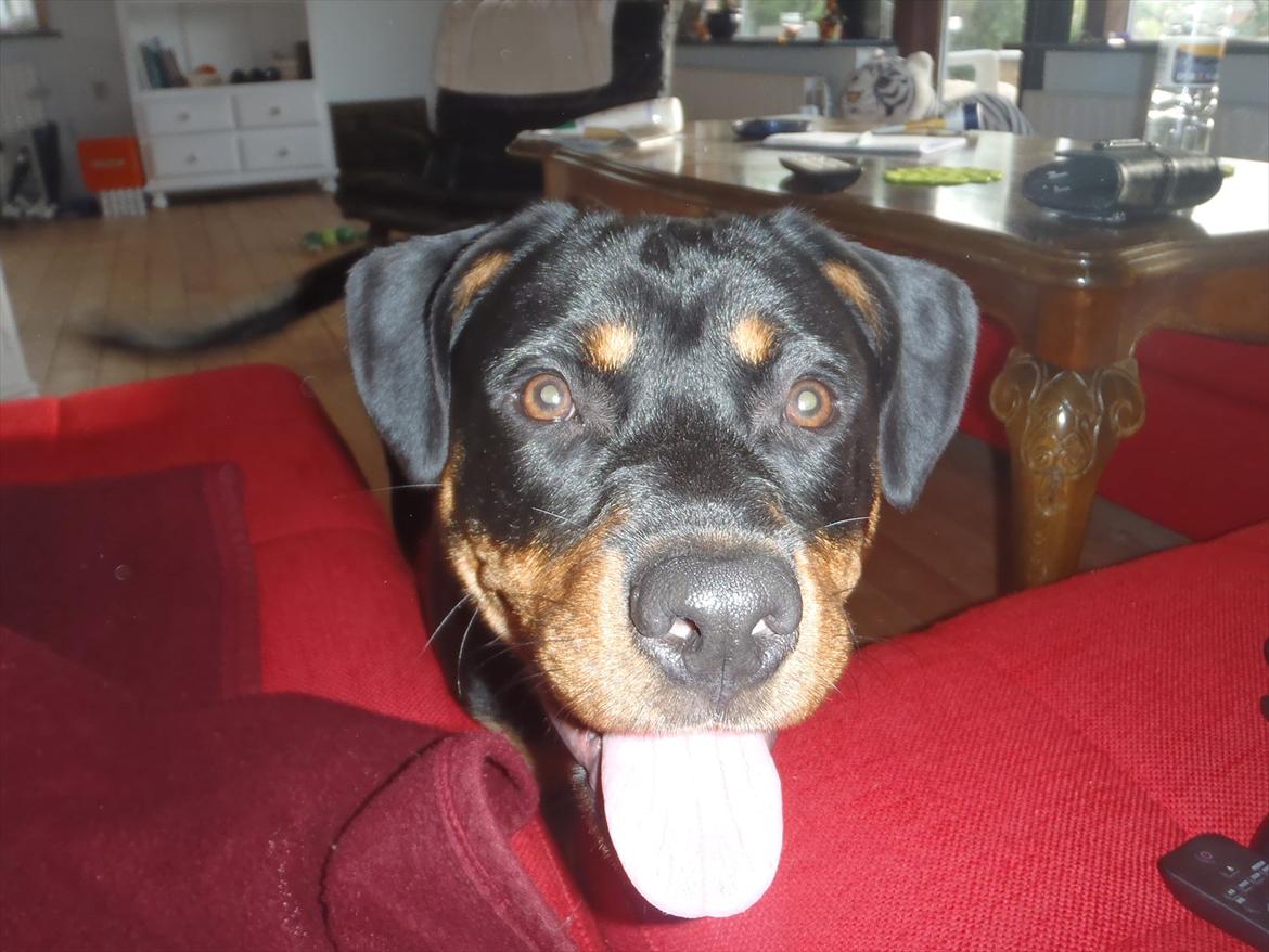 Rottweiler Samson billede 20