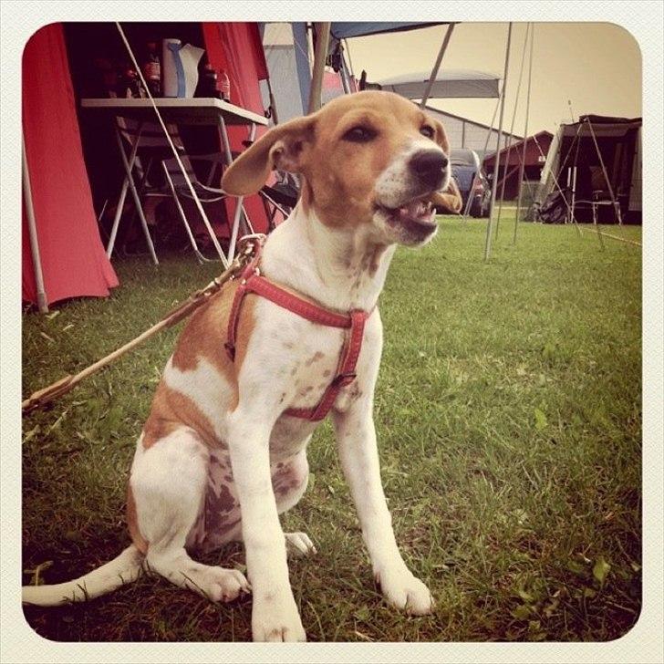 Blanding af racer Johna Stockton - Jeg hepper på min storesøster til stævne i DCH Horsens billede 13