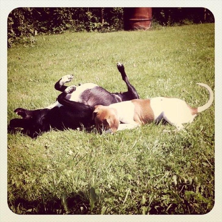 Blanding af racer Johna Stockton - mmmm  hygge i kolonihaven med storesøster Karla billede 12