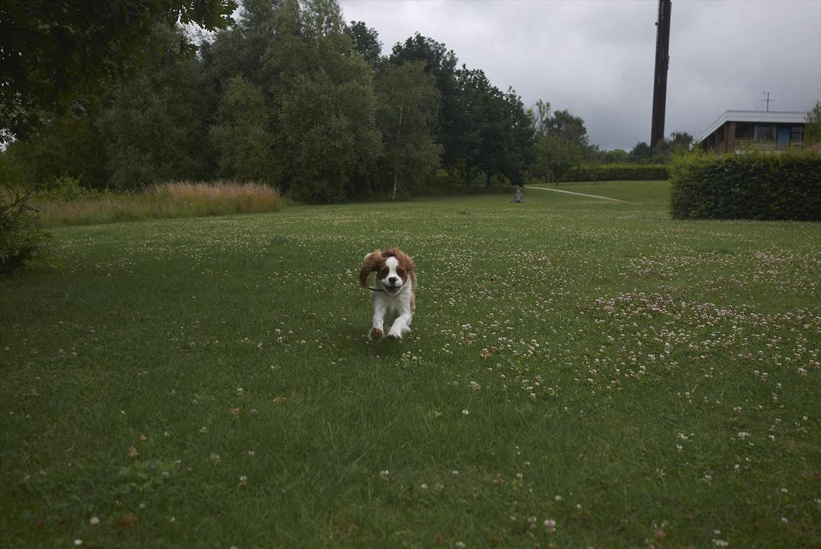Cavalier king charles spaniel Birkedals Jhon Rawls billede 9