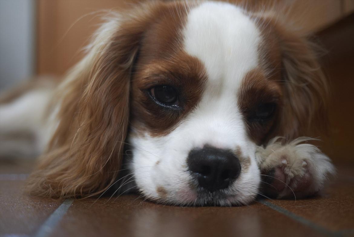 Cavalier king charles spaniel Birkedals Jhon Rawls billede 11