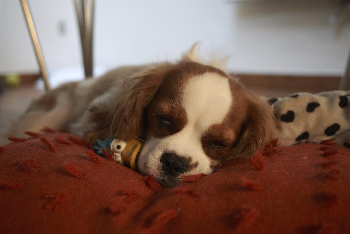 Cavalier king charles spaniel Birkedals Jhon Rawls billede 6