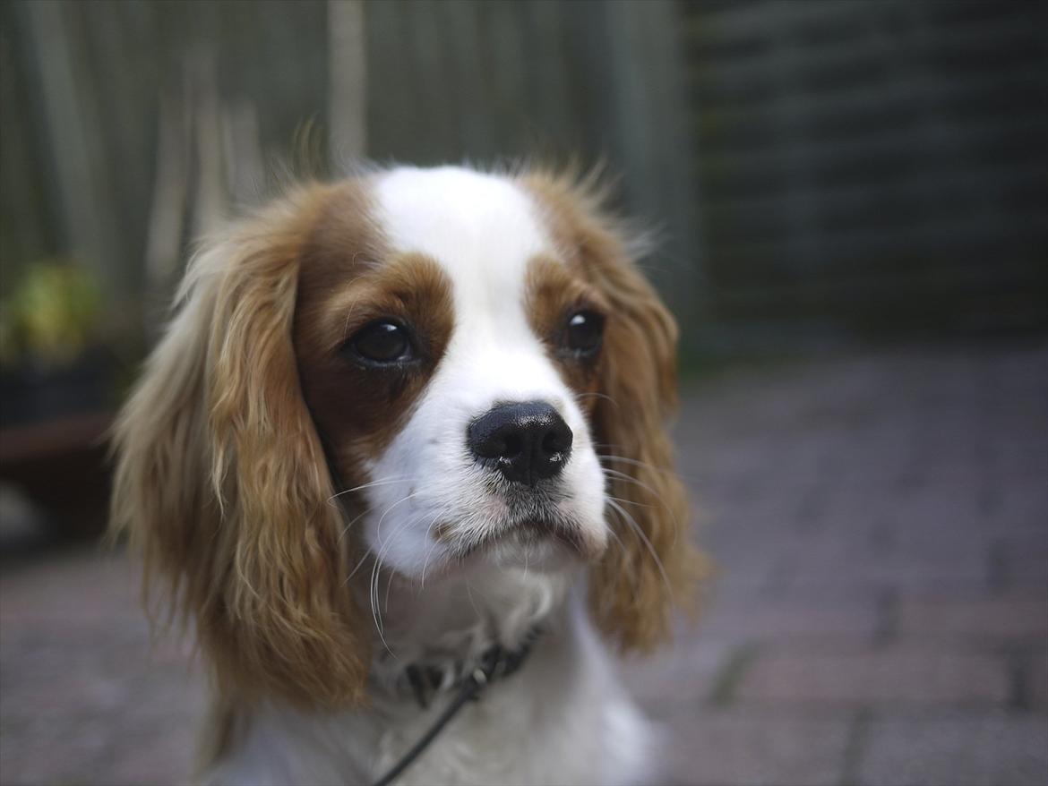Cavalier king charles spaniel Birkedals Jhon Rawls billede 1