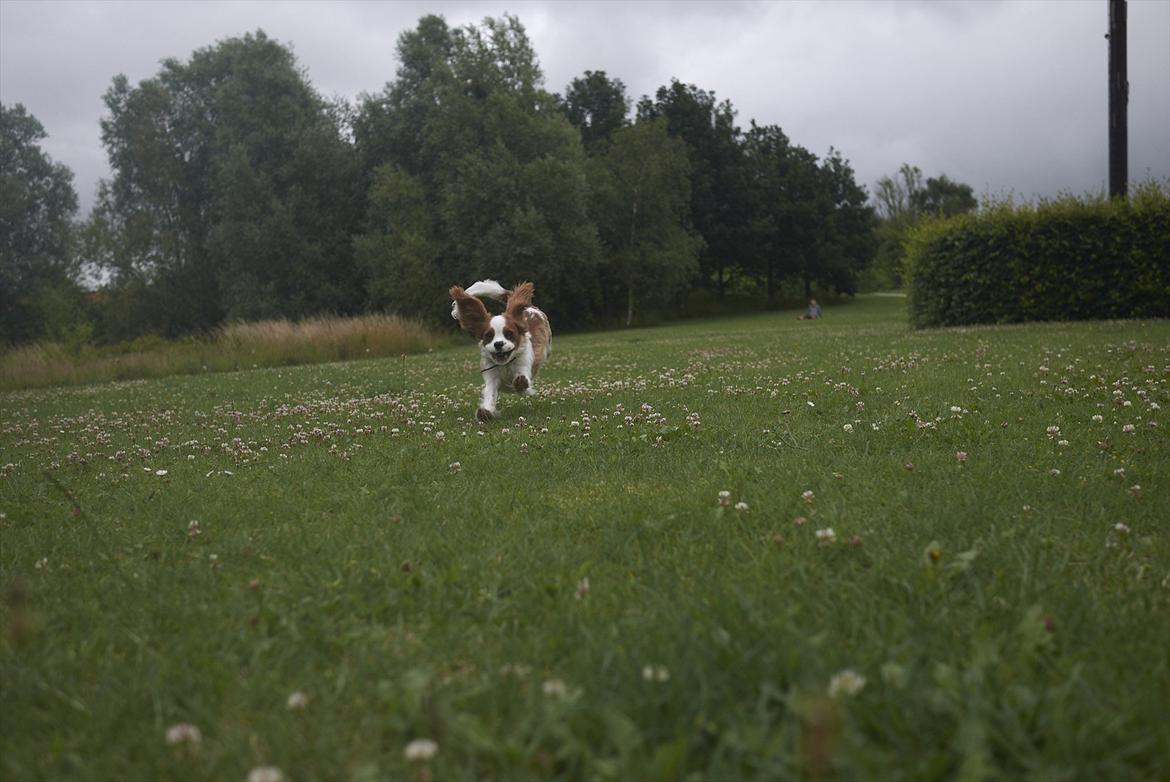 Cavalier king charles spaniel Birkedals Jhon Rawls billede 5