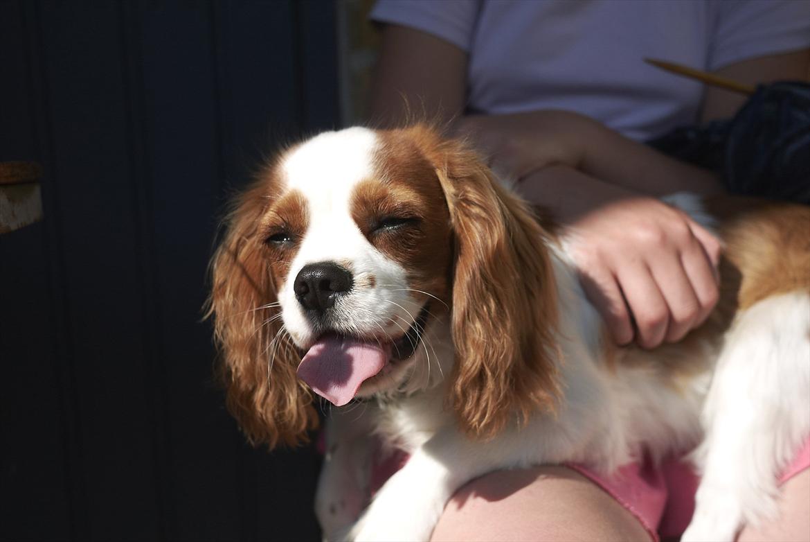 Cavalier king charles spaniel Birkedals Jhon Rawls billede 18