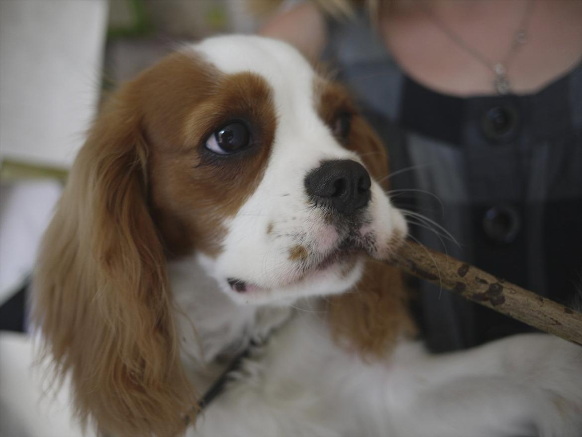 Cavalier king charles spaniel Birkedals Jhon Rawls billede 17