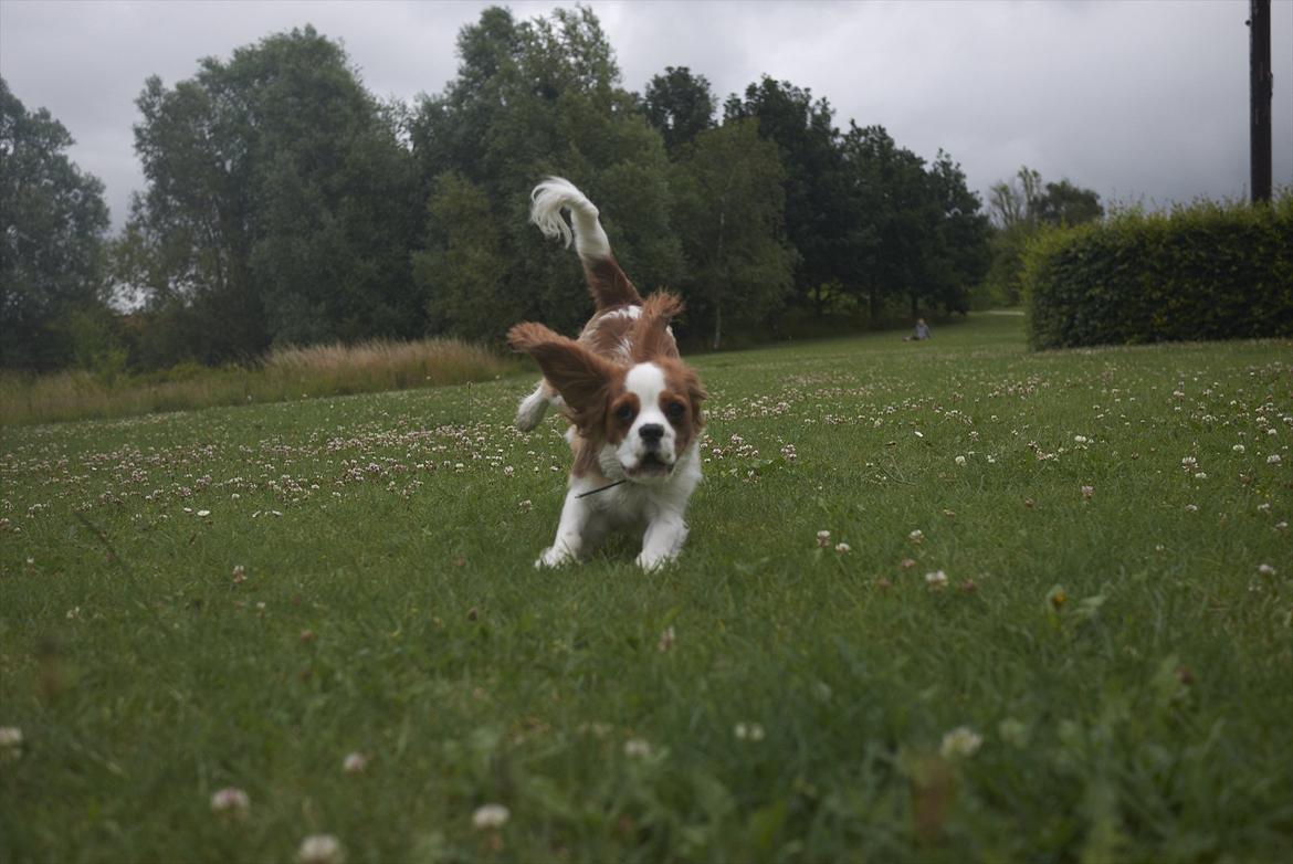 Cavalier king charles spaniel Birkedals Jhon Rawls billede 12