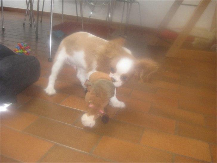 Cavalier king charles spaniel Birkedals Jhon Rawls billede 19