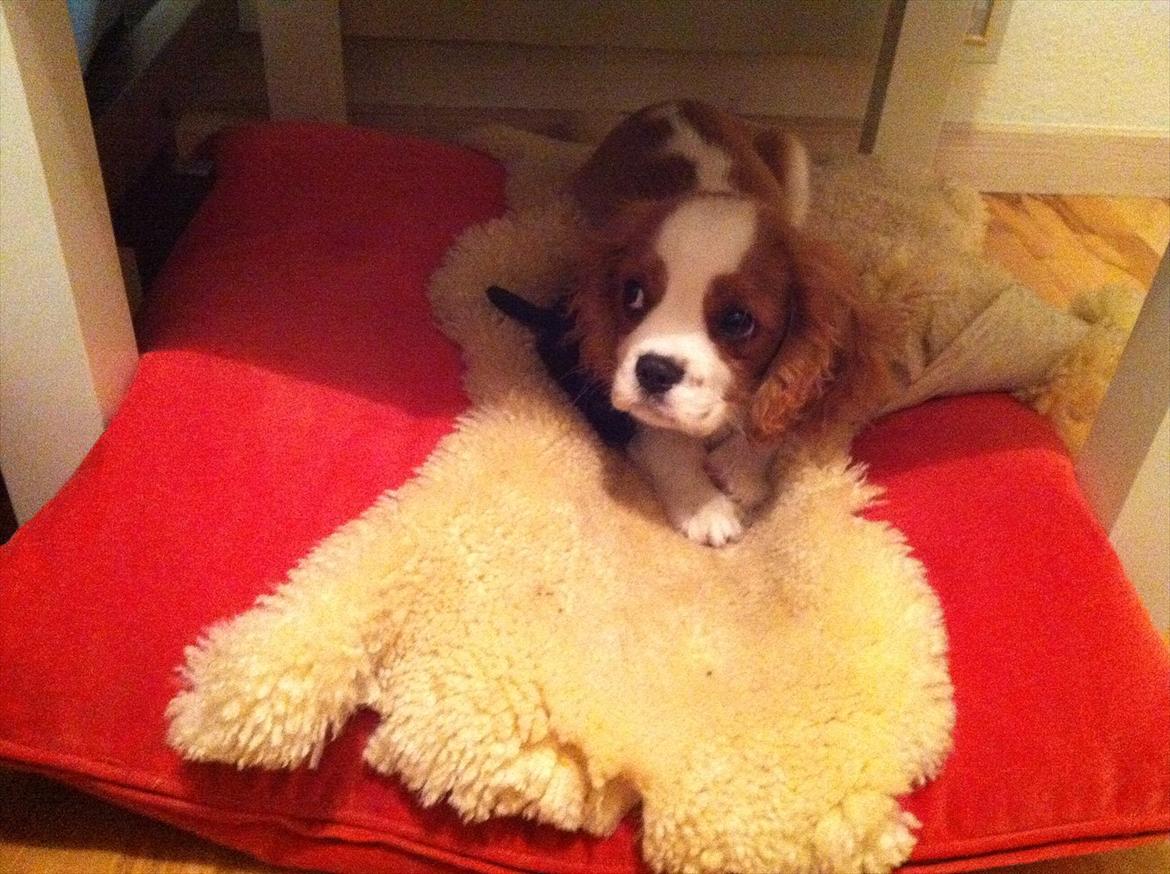 Cavalier king charles spaniel Birkedals Jhon Rawls billede 20