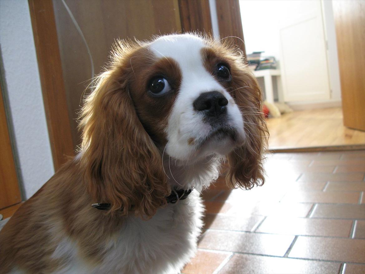 Cavalier king charles spaniel Birkedals Jhon Rawls billede 2