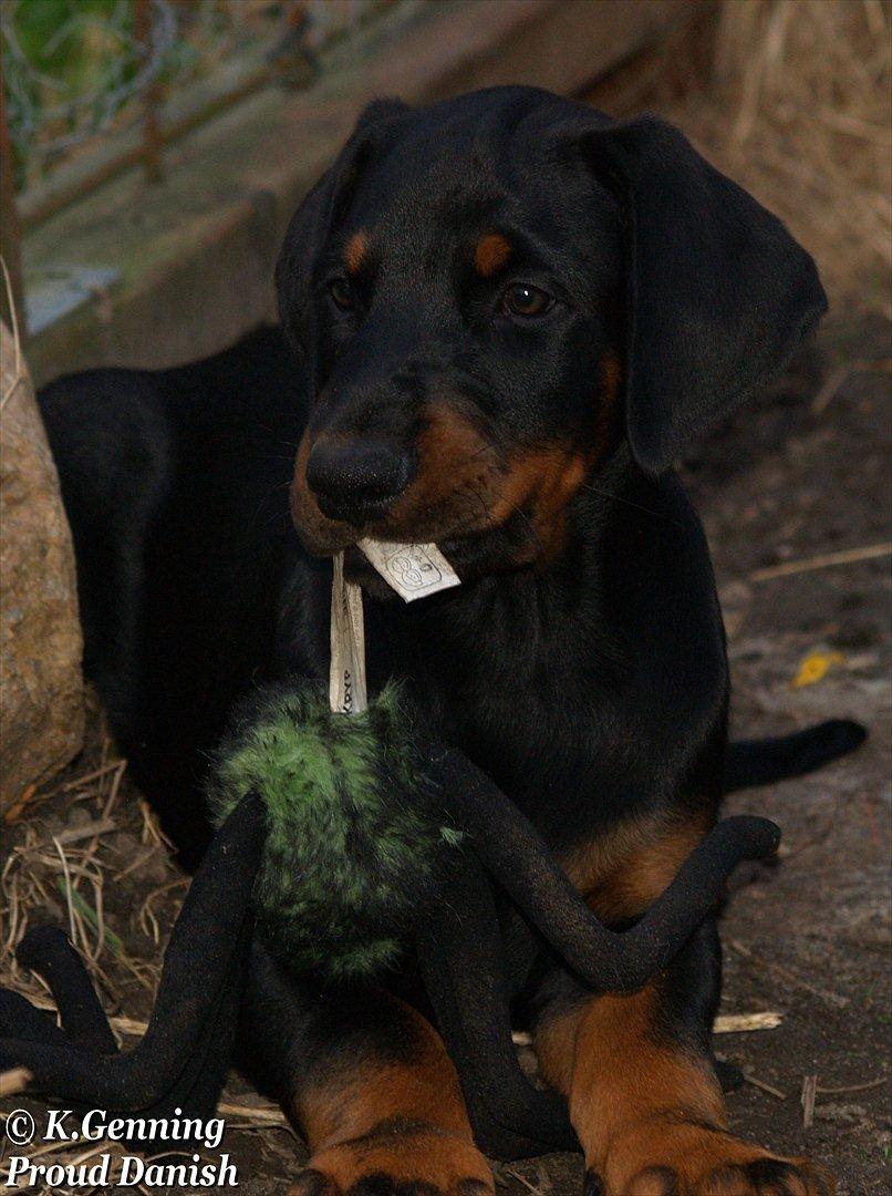 Dobermann Qui Terret Absinthe billede 9