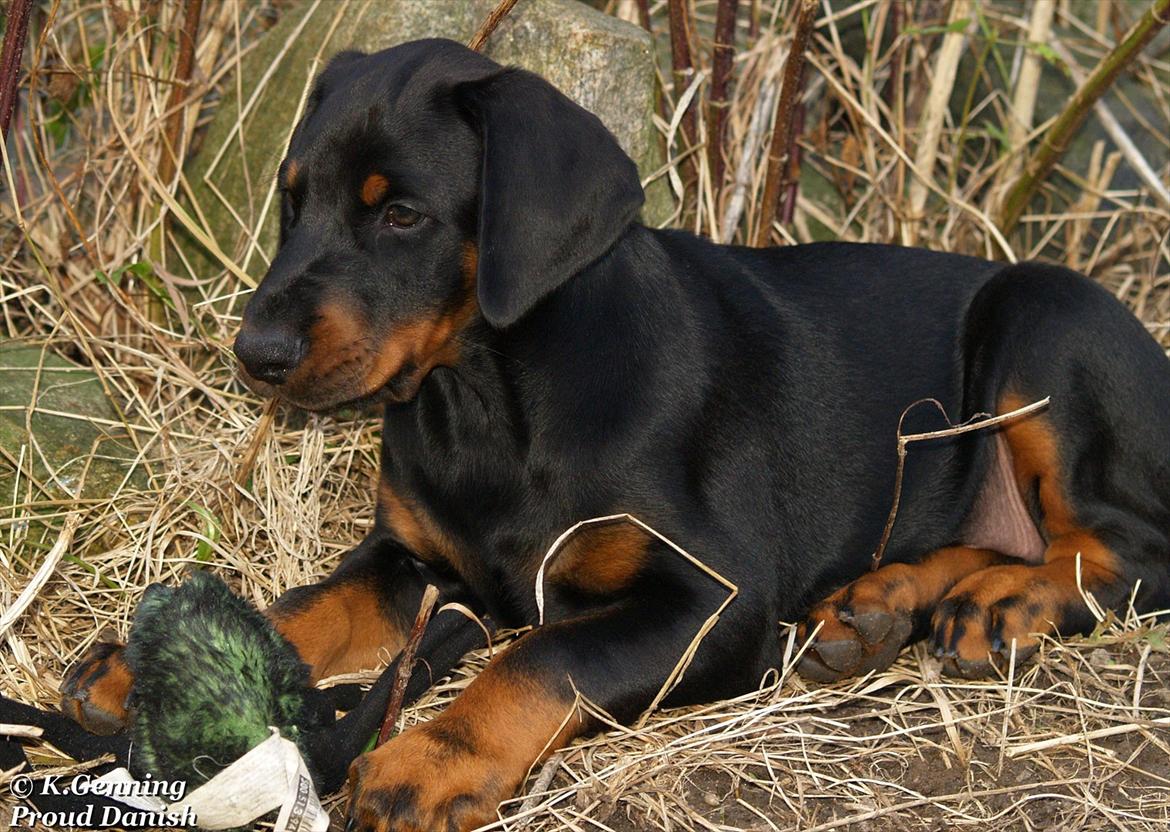 Dobermann Qui Terret Absinthe billede 10