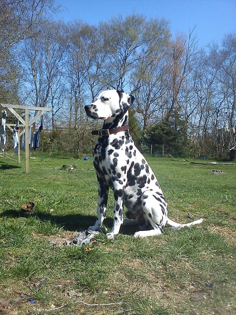 Dalmatiner Crazyspots Atlas - Flotte hund! billede 17