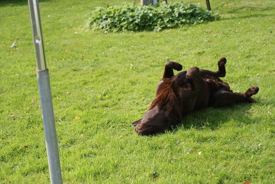 Labrador retriever Balder | Verdens bedste! <3 billede 6