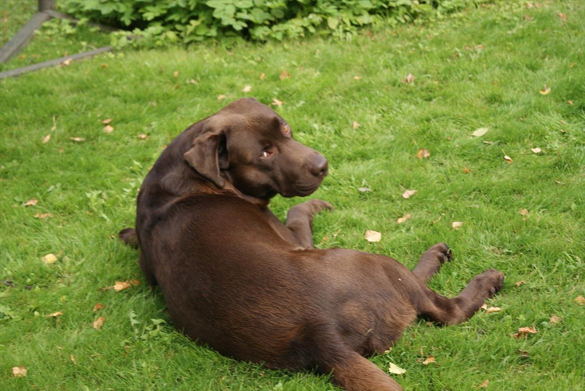 Labrador retriever Balder | Verdens bedste! <3 billede 7