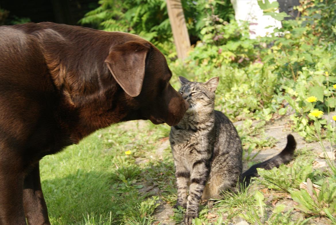Labrador retriever Balder | Verdens bedste! <3 - Møsmøs billede 8